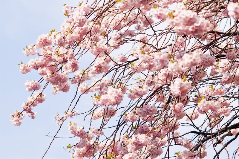 Sakura blooms