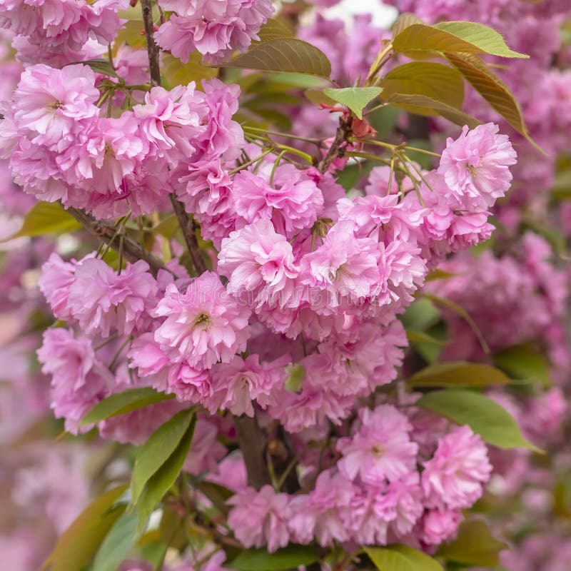 Sakura Blossom. Pink Japanese Cherry Bloom Flowers on Blurred Spring ...