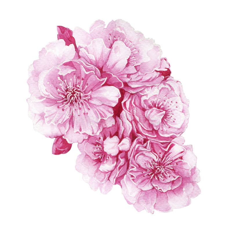 Sakura blossoms, illustrazione dell'acquerello Un albero di ciliegio rosa disegnato a mano pieno di fenditure Sakura - dolce prim