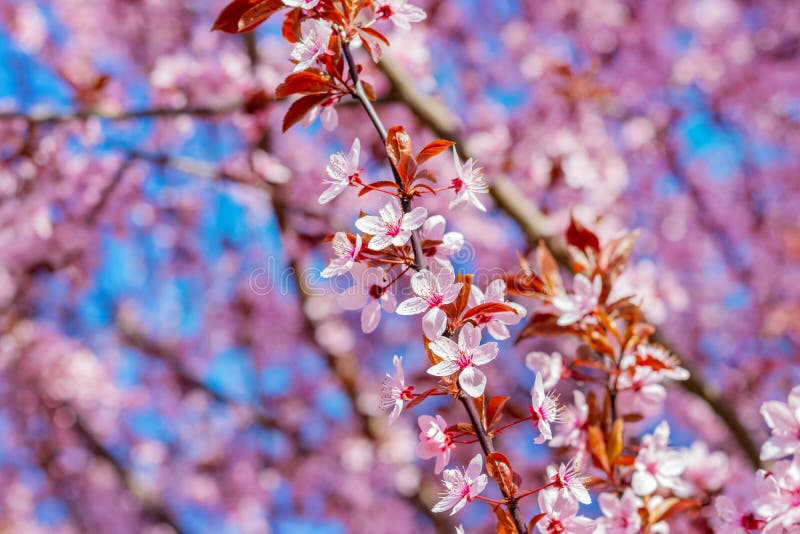 Sakura Blossoms. Pink Sakura Flowers on a Tree in Pink Tones Stock