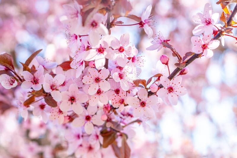 Sakura Blossoms. Pink Sakura Flowers on a Tree in Pink Tones Stock