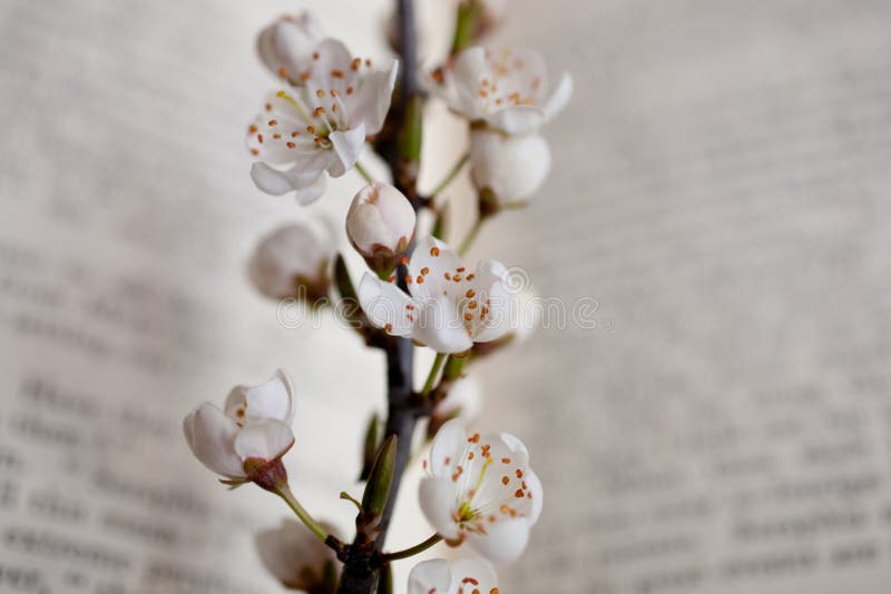 Sakura and book