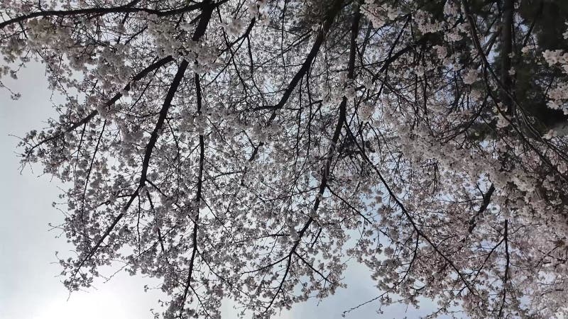 Sakura cerise fleurie au printemps banque de vidéos