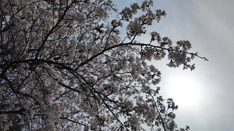 Sakura cerisier fleuri au printemps banque de vidéos