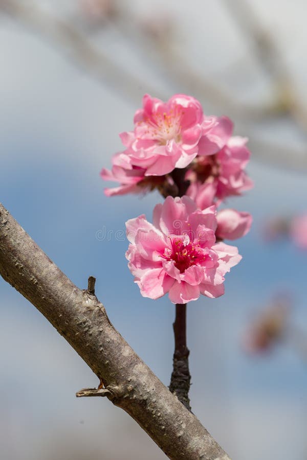 Sakura Cherry Blossom foto de stock