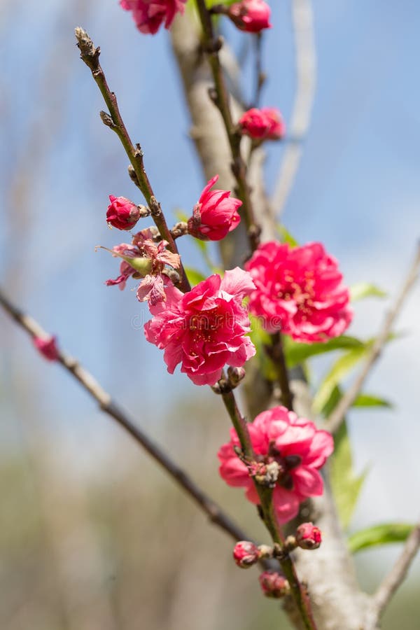 Sakura Cherry Blossom fotografia de stock