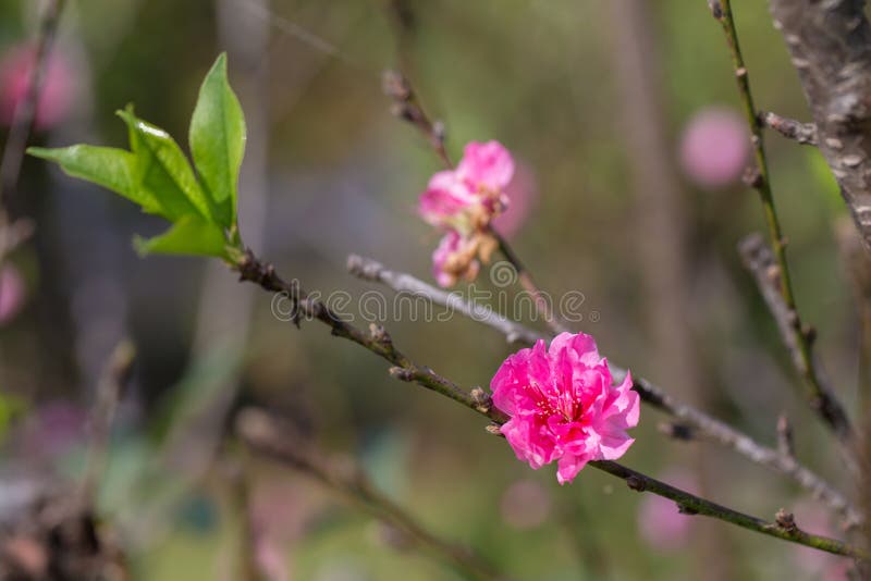 Sakura Cherry Blossom foto de stock