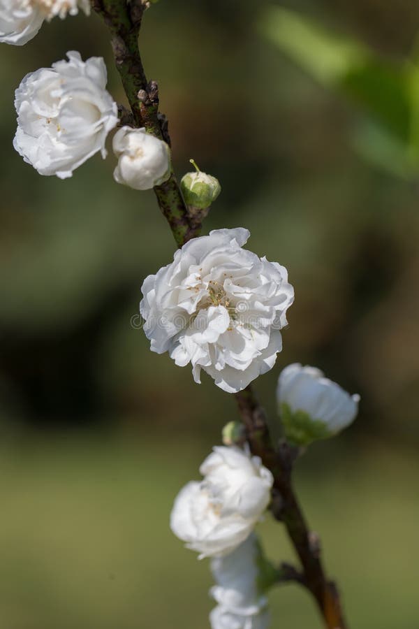 Sakura Cherry Blossom fotos de stock royalty free