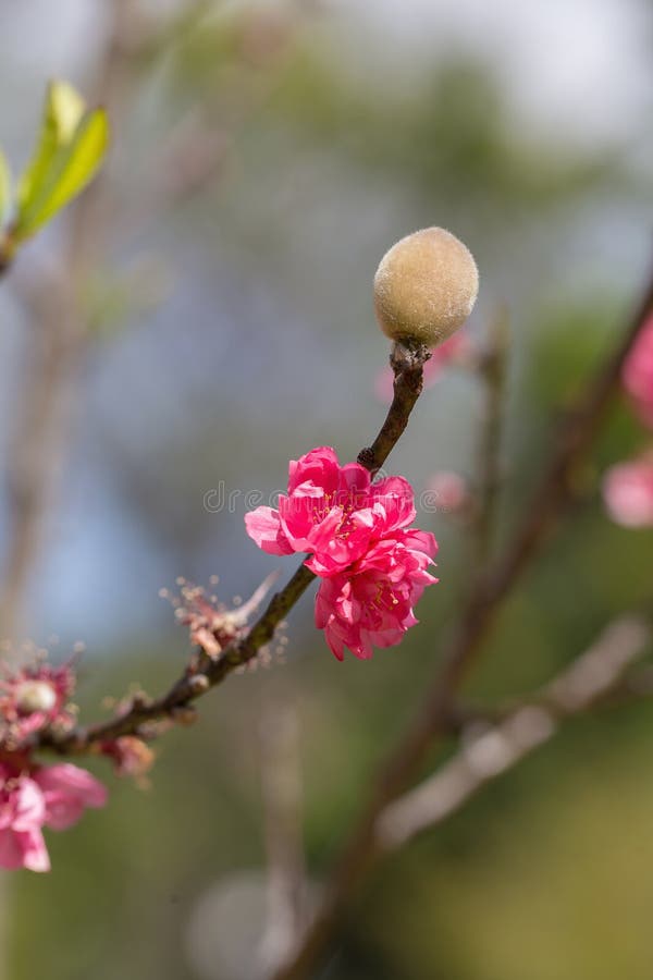Sakura Cherry Blossom imagens de stock royalty free