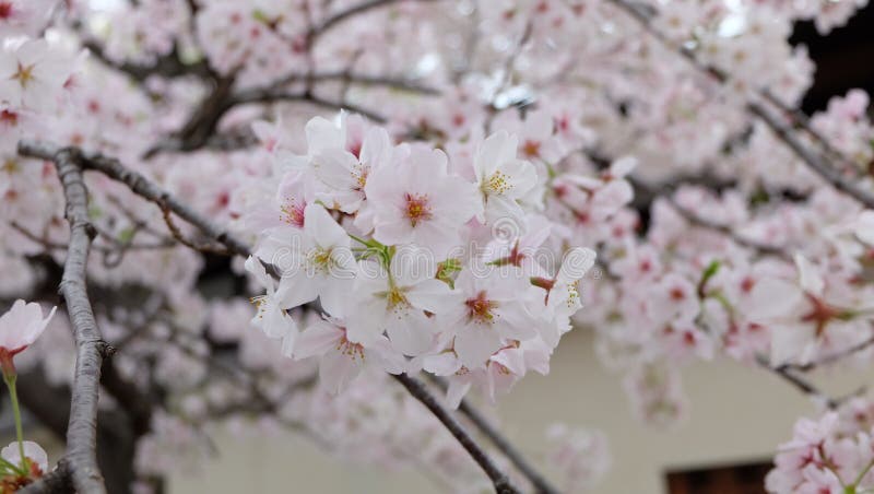 Sakura, Cherry Blossom, Japan in April Stock Photo - Image of april ...