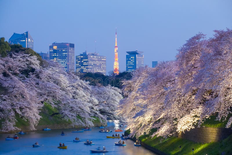 Sakura cherry blossom light up and Tokyo Tower landmark at Chidorigafuchi Tokyo