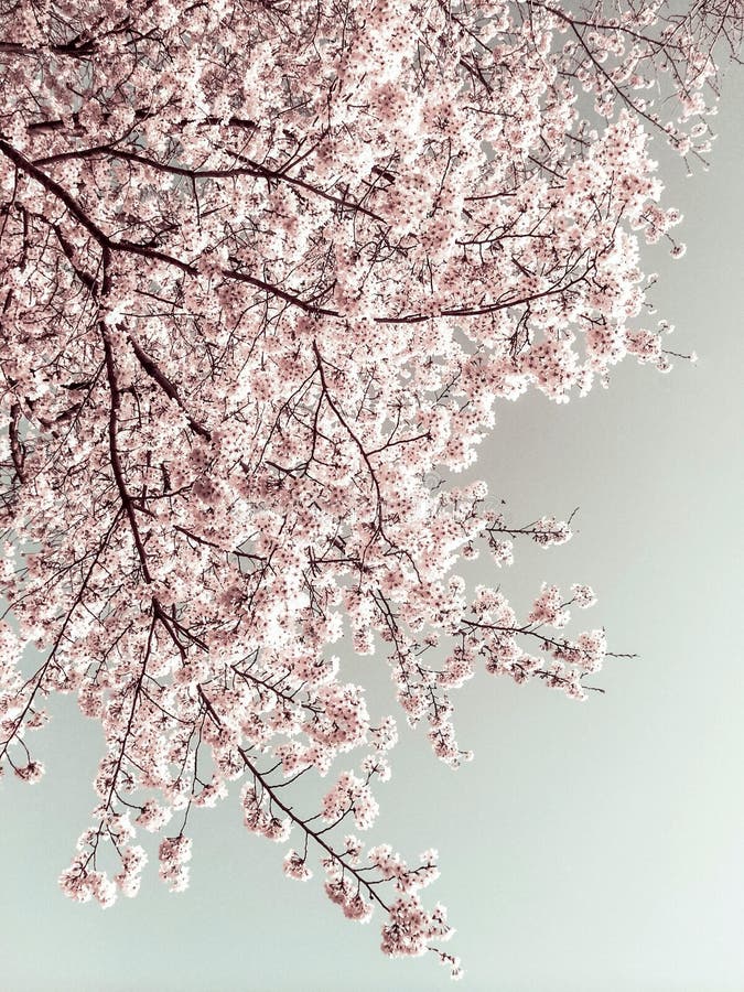 Sakura (Cherry Blossom) in Spring Stock Photo - Image of sakura ...