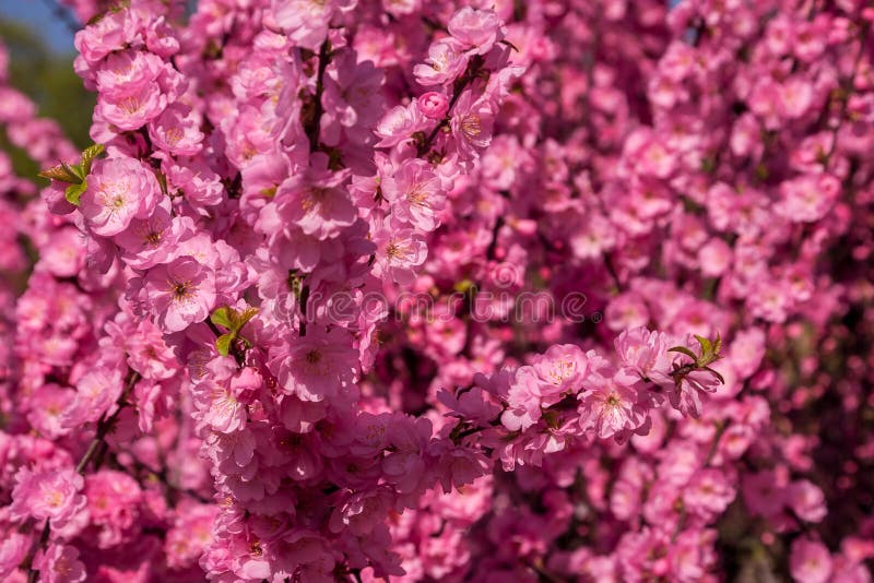 Sakura, Cherry Blossom, Cherry Tree with Flowers. Oriental Cherry