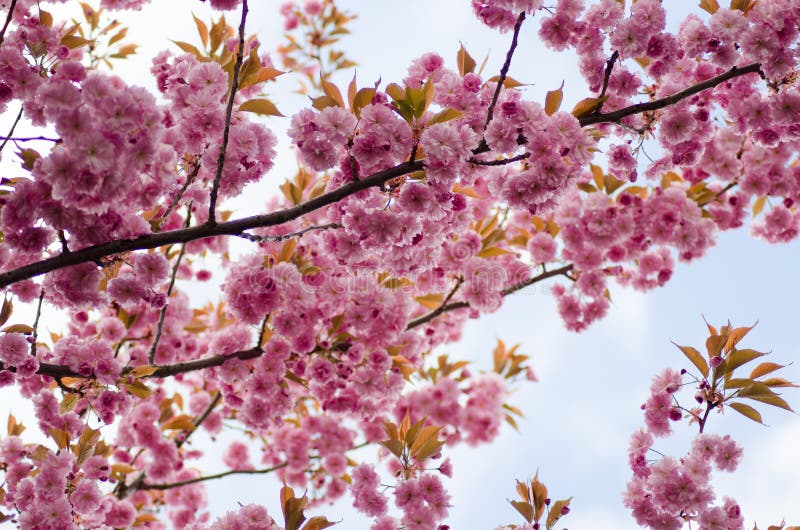 Sakura cor-de-rosa na flor no fundo branco fotos de stock Sakura cor-de-rosa na flor no fundo branco fotos de stock