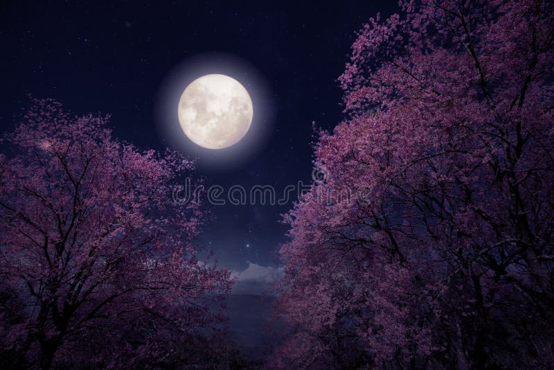 Romantic night scene - Beautiful cherry blossom sakura flowers in night skies with full moon. fantasy style artwork with vintage color tone. Romantic night scene - Beautiful cherry blossom sakura flowers in night skies with full moon. fantasy style artwork with vintage color tone