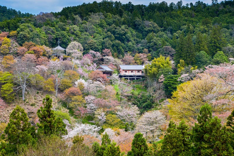 Sakura em Yoshinoyama imagem de stock Sakura em Yoshinoyama imagem de stock