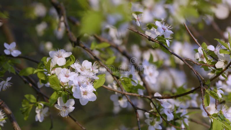 Sakura, fleurs de cerisiers au printemps banque de vidéos