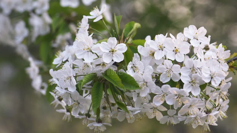 Sakura, fleurs de cerisiers au printemps banque de vidéos