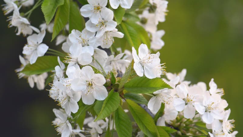 Sakura, fleurs de cerisiers au printemps clips vidéos