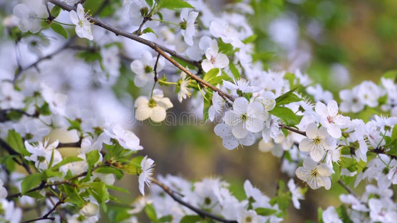 Sakura, fleurs de cerisiers au printemps clips vidéos