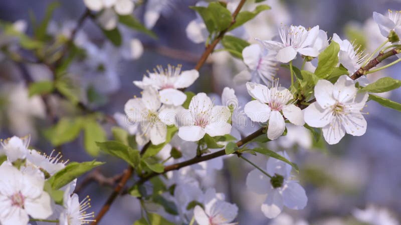 Sakura, fleurs de cerisiers au printemps clips vidéos