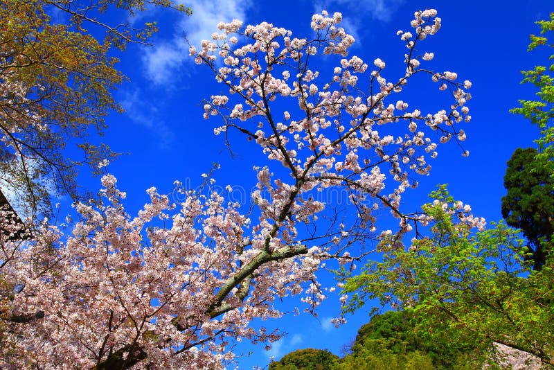 Sakura, flor de cerejeira fotos de stock