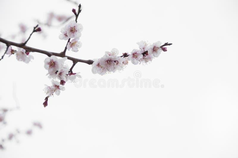 Sakura, flor de la flor de cerezo con el fondo blanco en Tokio, Jap?n imagenes de archivo Sakura, flor de la flor de cerezo con el fondo blanco en Tokio, Jap?n imagenes de archivo