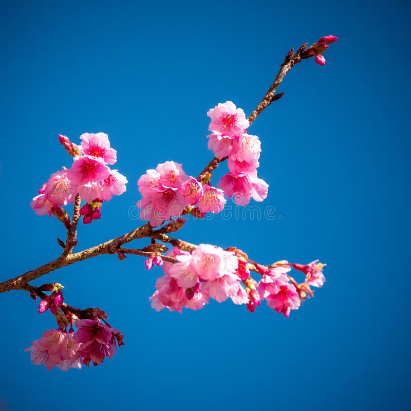 Sakura Flower stock photo. Image of summer, pink, environment 271580486