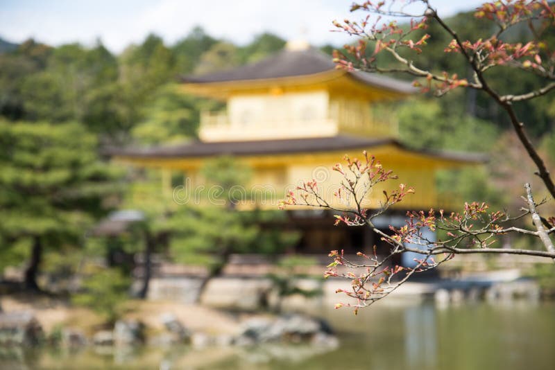 Sakura Flower with background of Kinkakuji Temple