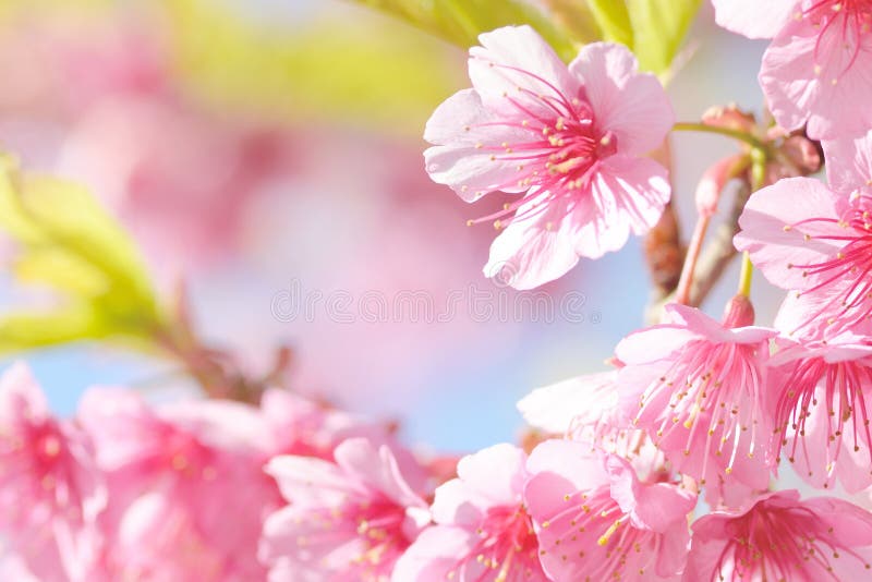 Sakura flower