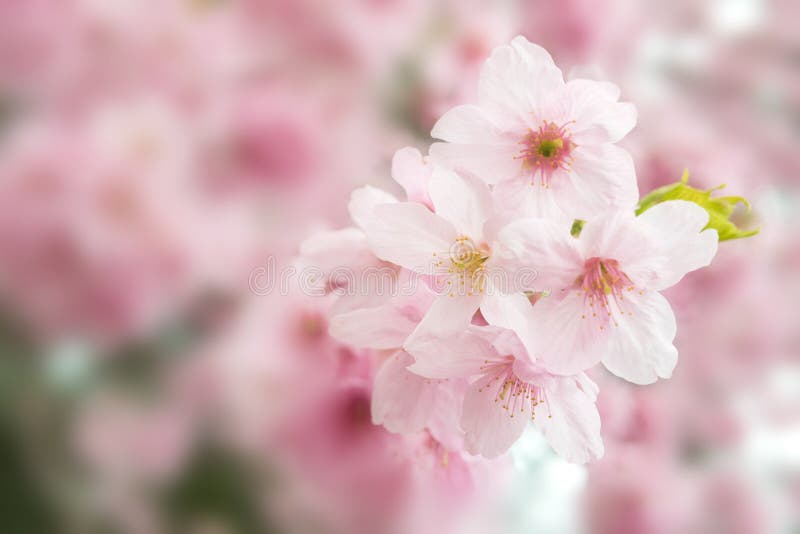 Sakura Flower Bloom Blurry Soft Focus for Dreamy Concept Background