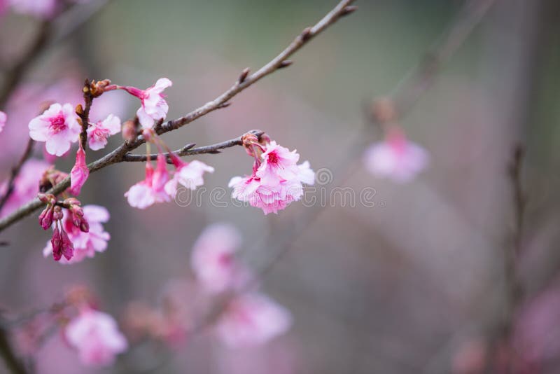 Sakura flower stock photo. Image of focus, branches, fruit 49287302