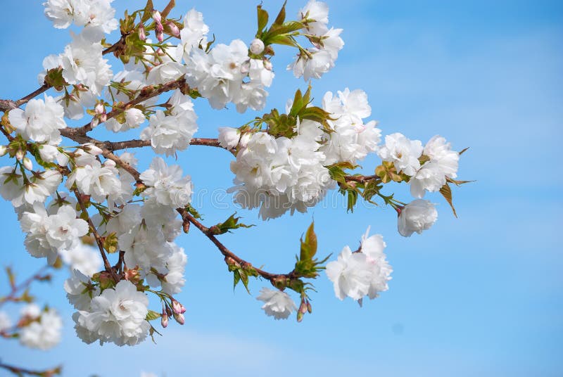 Sakura flowers blooming.