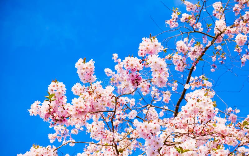 Blue Pink Sakura.