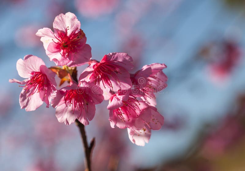 Sakura Flowers Blooming Blossom in Thailand Stock Image Image of