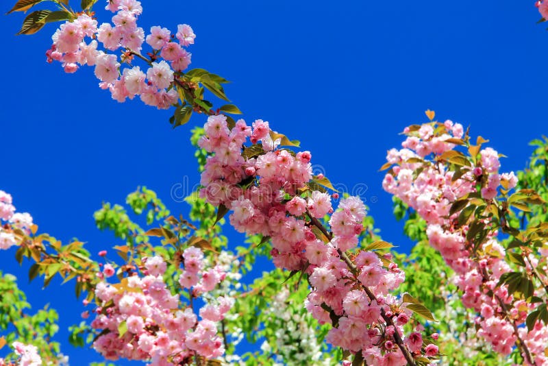 Sakura flowers Japanese cherry blossoms in the garden on the blue sky. Happy Mothers, women`s, Valentine`s Day, birthday