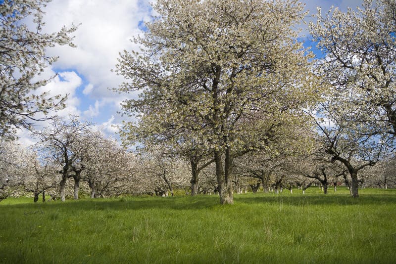 Sakura garden