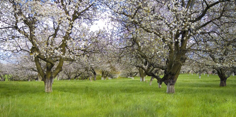 Sakura garden