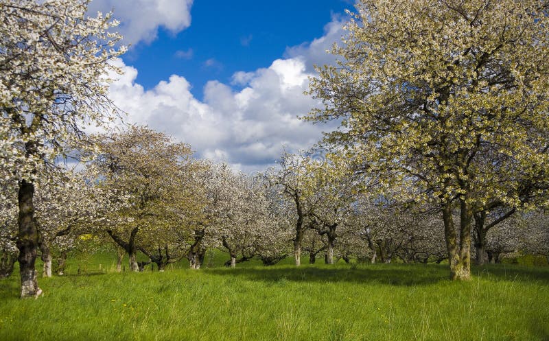 Sakura garden