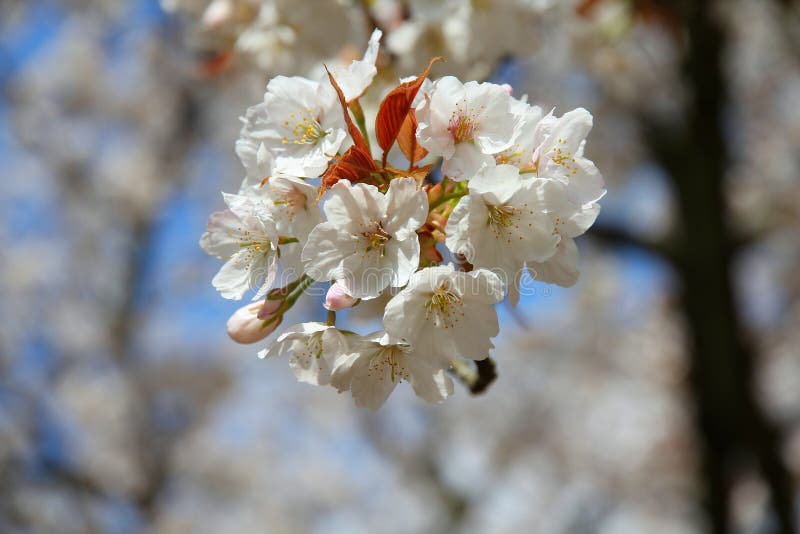 Sakura in Japan stock image. Image of nature, flower - 44906081