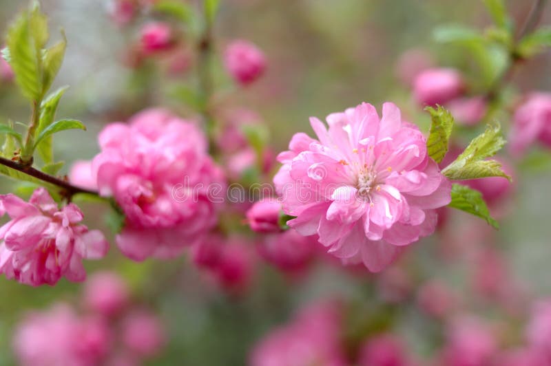 Sakura (Japanese cherry tree) in blossom time.