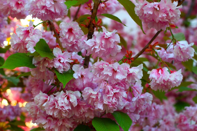 Sakura Japanese Decorative Tree. Pink Flowering in Spring Stock Photo ...