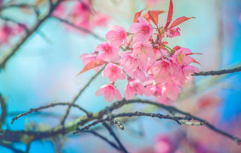 Sakura kwiat lub Czereśniowy okwitnięcie Z Pięknego natury tła Dzikim himalajskim czereśniowym kwiatem z filtrowym skutka cukierk zdjęcie stock