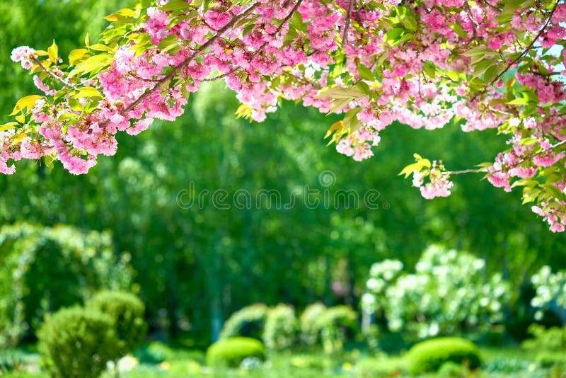 Sakura kwitnie w kwiatu ogródzie, piękny wiosna krajobraz przy jaskrawym dniem
