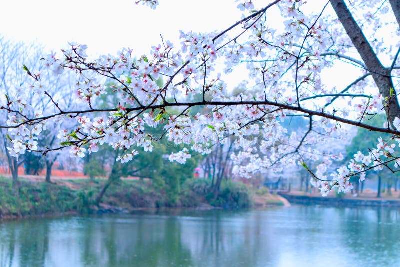 Sakura Lake-Jiangxi Academy de la silvicultura foto de archivo libre de regalías Sakura Lake-Jiangxi Academy de la silvicultura foto de archivo libre de regalías
