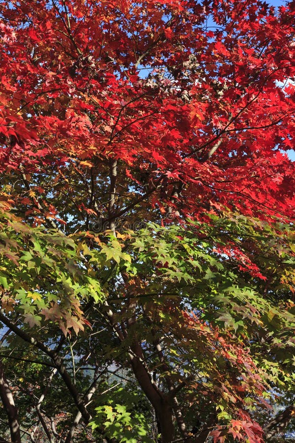Momiji: Japan's Spectacular Red Leaf Maple Trees - Sakuraco