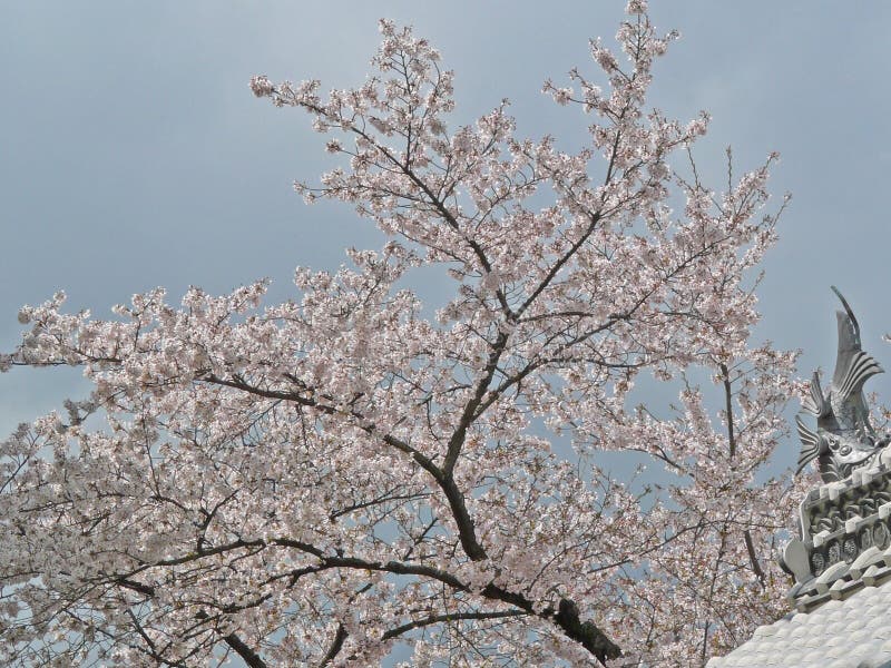Sakura no castelo de Himeji fotografia de stock royalty free Sakura no castelo de Himeji fotografia de stock royalty free