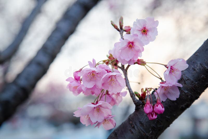 Sakura O Flor De Cerezo O Cerezo Japonés Imagen de archivo - Imagen de  floral, blanco: 217101989