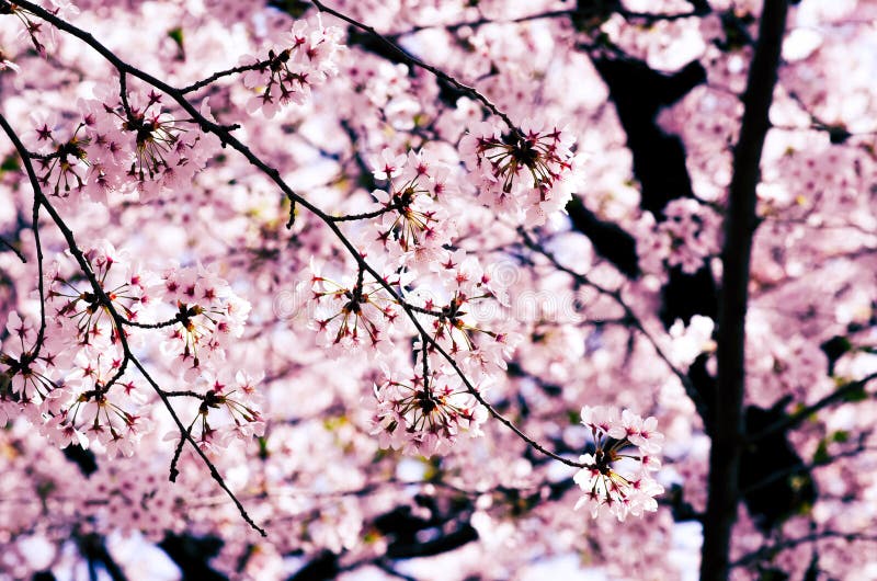 Beautiful Cherry Blossom in Japan. Stock Image - Image of april, happy:  131875133