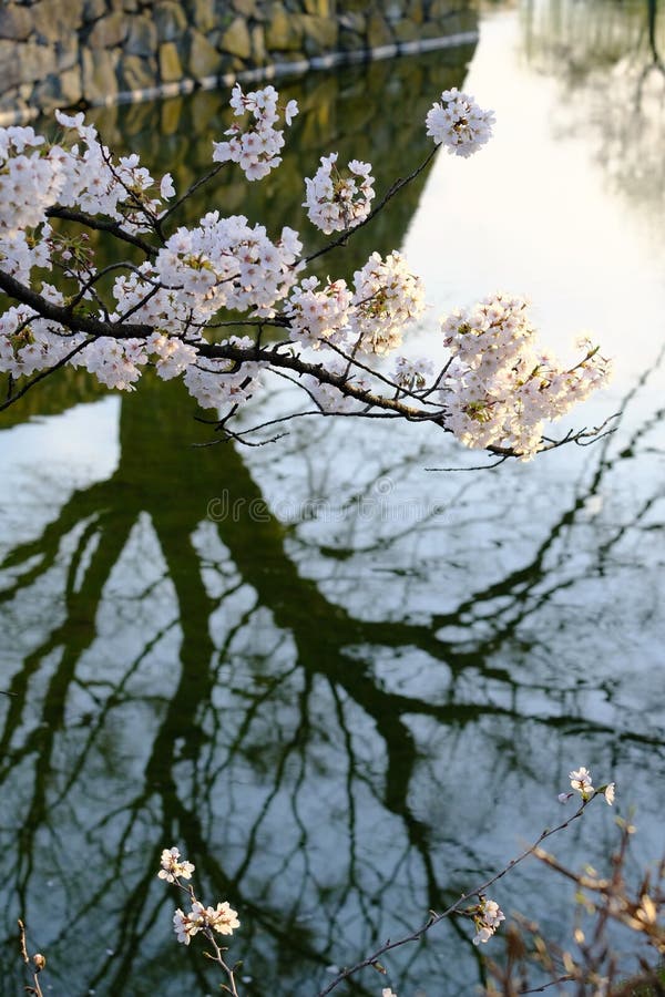 Sakura reflection in black shadow on still water ,pink cherry blossoms branches on the canal or river surrounding Japanese castle